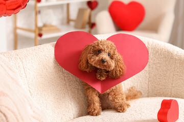 Cute Toy Poodle dog with paper heart and gift box sitting on sofa in living room. Valentine's Day celebration