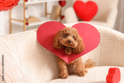 Cute Toy Poodle dog with paper heart and gift box sitting on sofa in living room. Valentine's Day celebration © Pixel-Shot