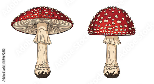Two detailed illustrations of a red and white amanita muscaria mushroom shown from the side and from a lower angle.