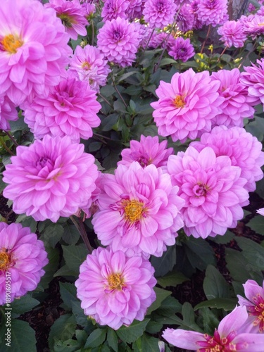 pink chrysanthemum flowers