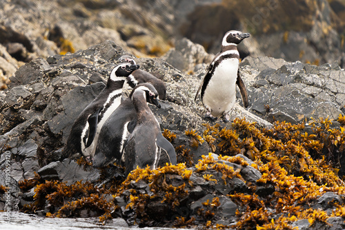 A couple of Magellanic penguins chile