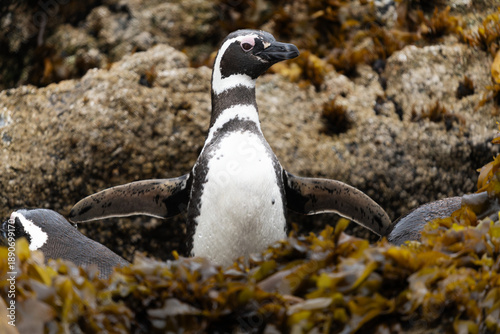 A couple of Magellanic penguins chile