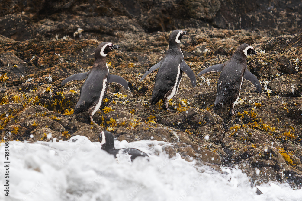 Fototapeta premium A couple of Magellanic penguins chile