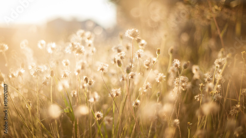 Grass flower background with sun light, soft focus, vintage tone