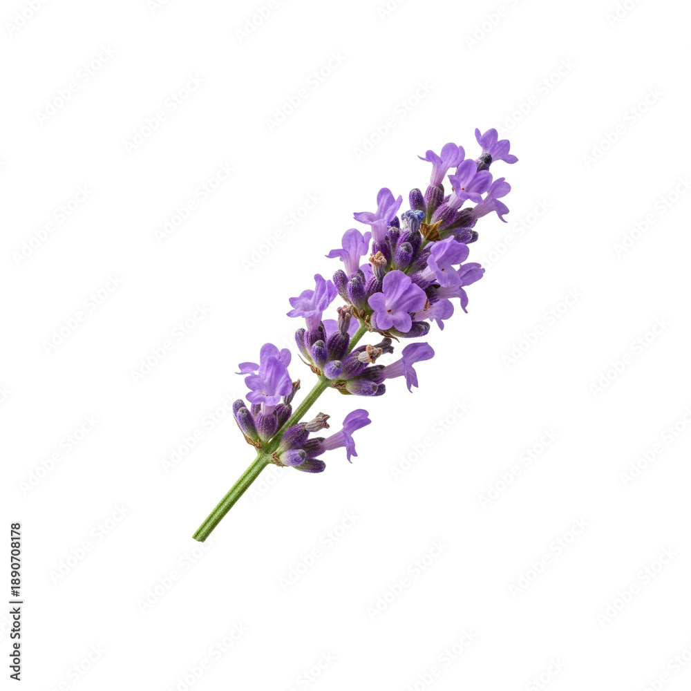 Obraz premium Lavender sprig isolated on Transparent Background