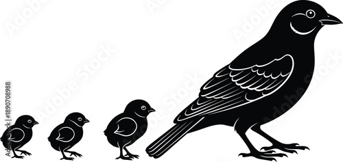 Bird growth stages silhouette showing chick to adult progression, black and white wildlife illustration symbolizing life cycle, development, family concept isolated on white background
