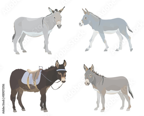 Collection cute farm animals. Cartoon Donkey illustration set with saddle. Vector hand drawn wildlife animal isolated on white background.