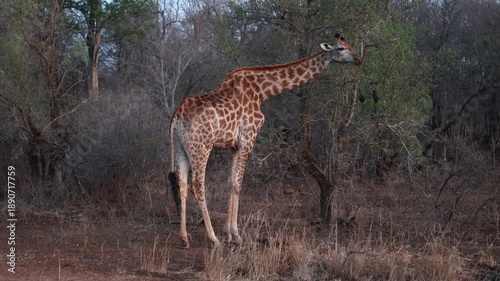 Wild Giraffe walking and eating in Hlane Royal National Park, eSwatini