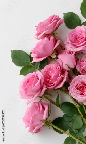 flat lay of pink roses scattered on a white background, with a pastel aesthetic