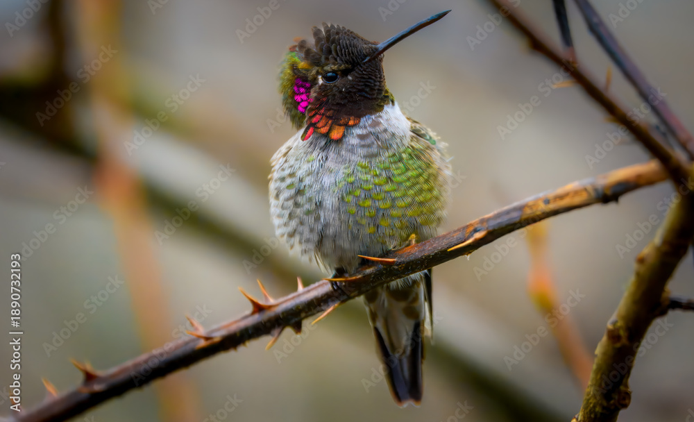 Fototapeta premium Male Anna's hummingbird with vibrant iridescent pink throat perched on a thorny branch. Close-up nature photography with a soft blurred background.