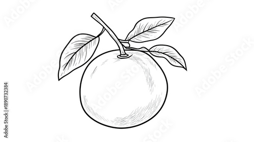 Simple Line Drawing of an Orange Fruit.
