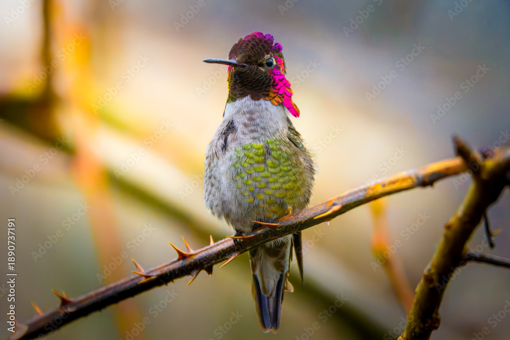 Fototapeta premium Male Anna's hummingbird with vibrant iridescent pink throat perched on a thorny branch. Close-up nature photography with a soft blurred background.