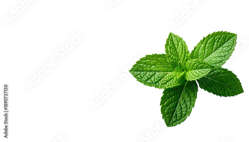 Fresh Green Mint Leaves Isolated.