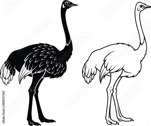 Ostrich vector illustration set featuring black silhouette and line art icons of flightless African birds isolated on a white background.