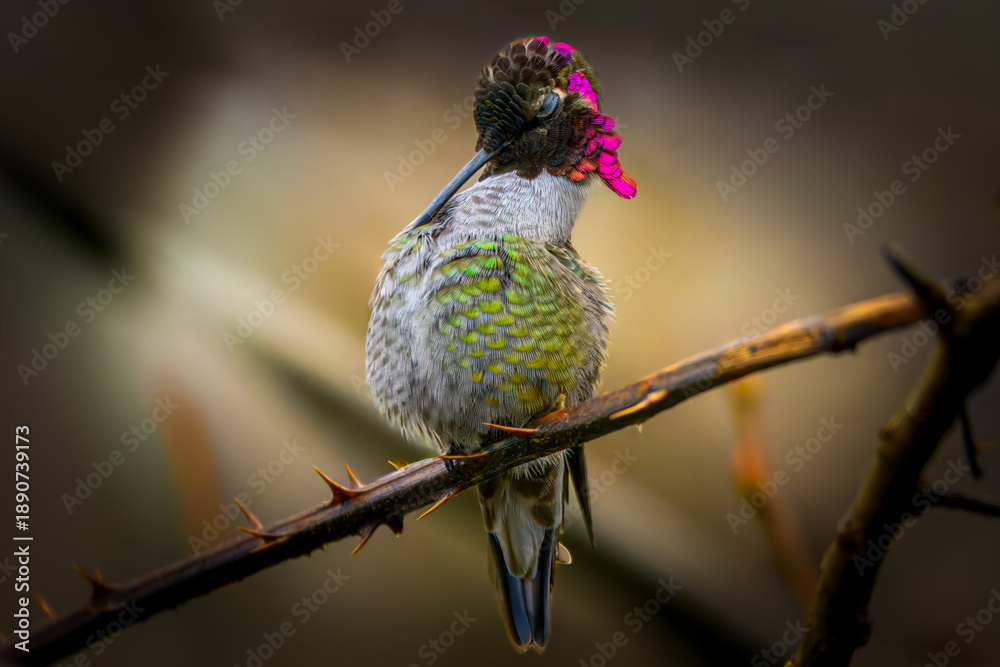 Fototapeta premium Stunning close-up of a male Anna's Hummingbird perched on a thorny branch, showcasing vibrant iridescent pink head feathers and green plumage against a soft bokeh background.