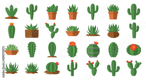 Various potted cactus and succulent plants creating a visually appealing and diverse collection