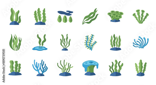Flat vector illustration depicting various types of algae and coral in aquatic environments