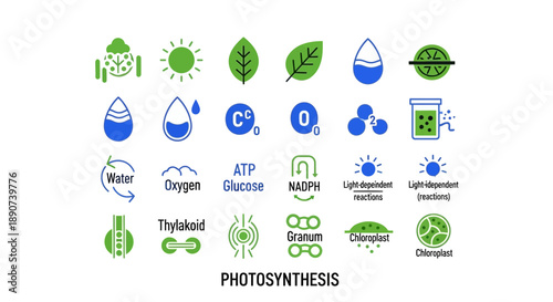 Photosynthesis process elements representing life and organic chemical reactions of nature