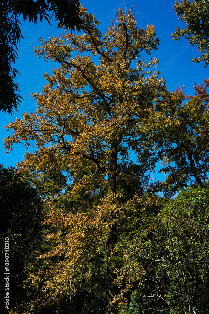 Obraz premium trees in the autumn