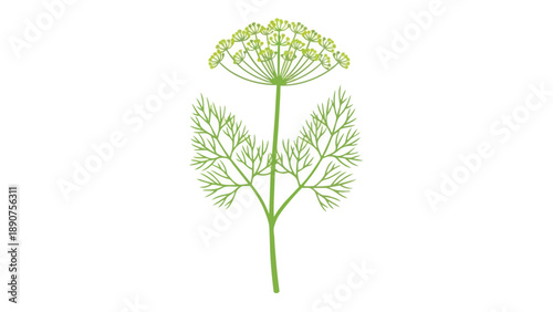 Detailed botanical illustration of a fresh green dill plant showcasing its iconic feathery foliage and distinctive umbel flowers perfect for