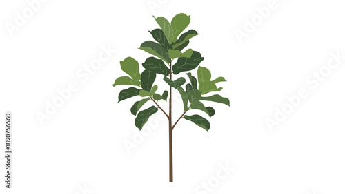 Beautiful minimalist graphic of a vibrant green leafy houseplant with a slim brown stem against a bright white background ideal for nature themed