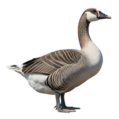 A majestic Chinese goose standing proudly, captured in a realistic studio portrait against a white background.