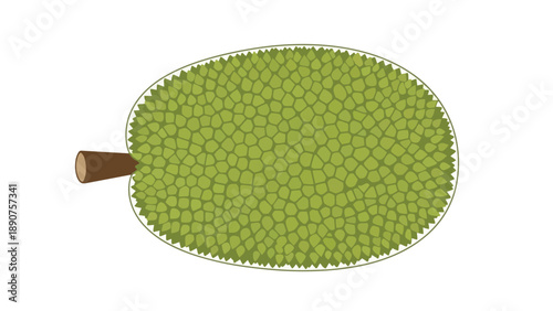 Minimalist tropical jackfruit illustration with textured green skin and short brown stem against a clean white background, vibrant botanical
