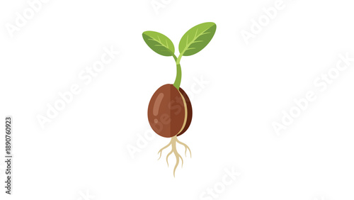 A pristine vector illustration of a healthy germinating seed with green leaves and delicate roots emerging upwards