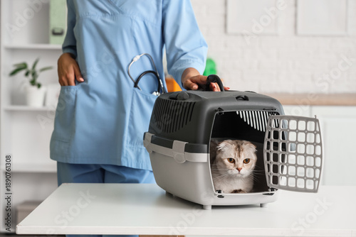 Foto Female veterinarian with cute Scottish fold cat in pet carrier at vet clinic