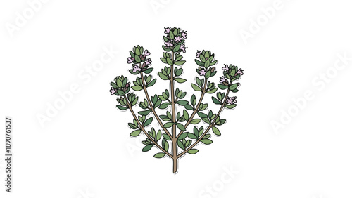 A charming vibrant illustration of a fresh aromatic herb sprig with delicate blooming purple flowers and lush green foliage perfect for culinary
