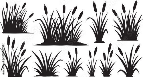 Set of cattail silhouettes on white background illustration design