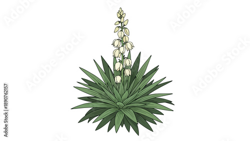 Flowering yucca plant illustration with green pointed leaves and white blossoms on a clean white background an elegant botanical design perfect for