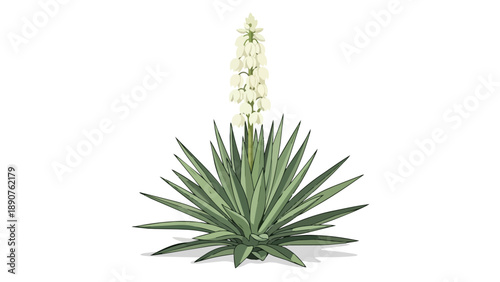 Vivid illustration of a yucca plant showcasing white bell-shaped flowers. This detailed botanical artwork features sharp green leaves and an elegant