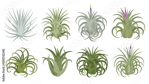 Collection of diverse tillandsia air plants showcasing varied forms and subtle hues tropical botanical illustration set