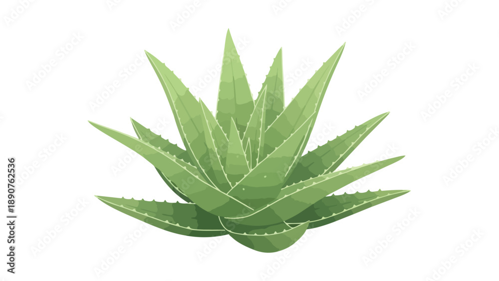 Fototapeta premium Vibrant green aloe vera plant illustration capturing natural beauty and botanical essence on a pristine white background