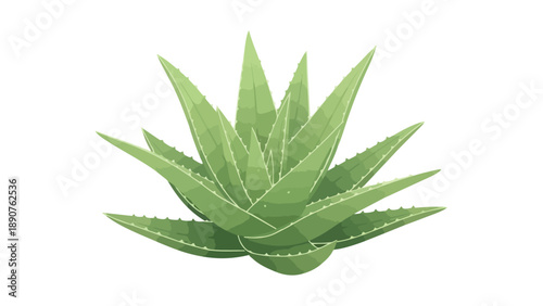 Vibrant green aloe vera plant illustration capturing natural beauty and botanical essence on a pristine white background