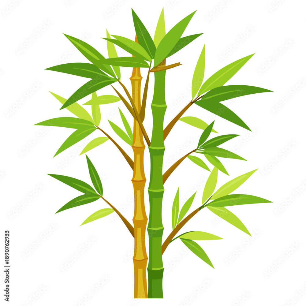 Obraz premium Bamboo tree vector illustration isolated on white background