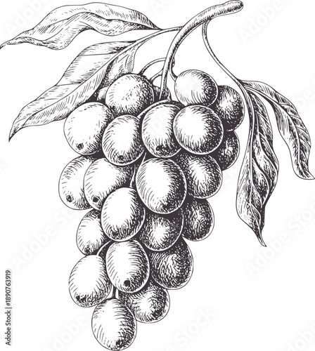 Pen and ink of a ripe grape cluster with leaves fruit vine leaf