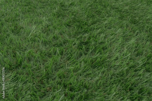 Wallpaper Mural Detailed close-up texture of lush green grass blades, showcasing natural patterns and vibrant color for landscaping and outdoor concepts. Torontodigital.ca