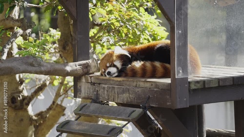 Close Up of a Red Panda taking a nap