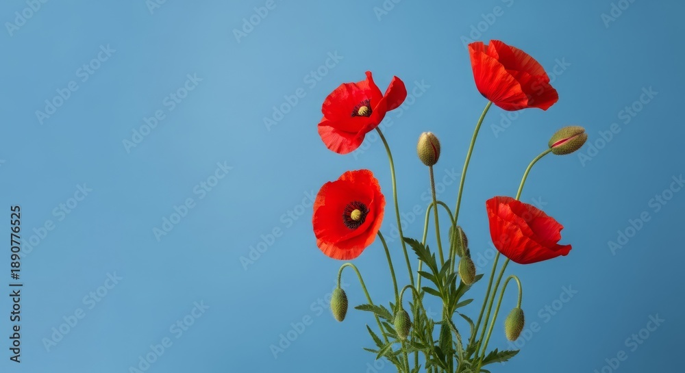 Obraz premium Red Poppies on Blue Background.