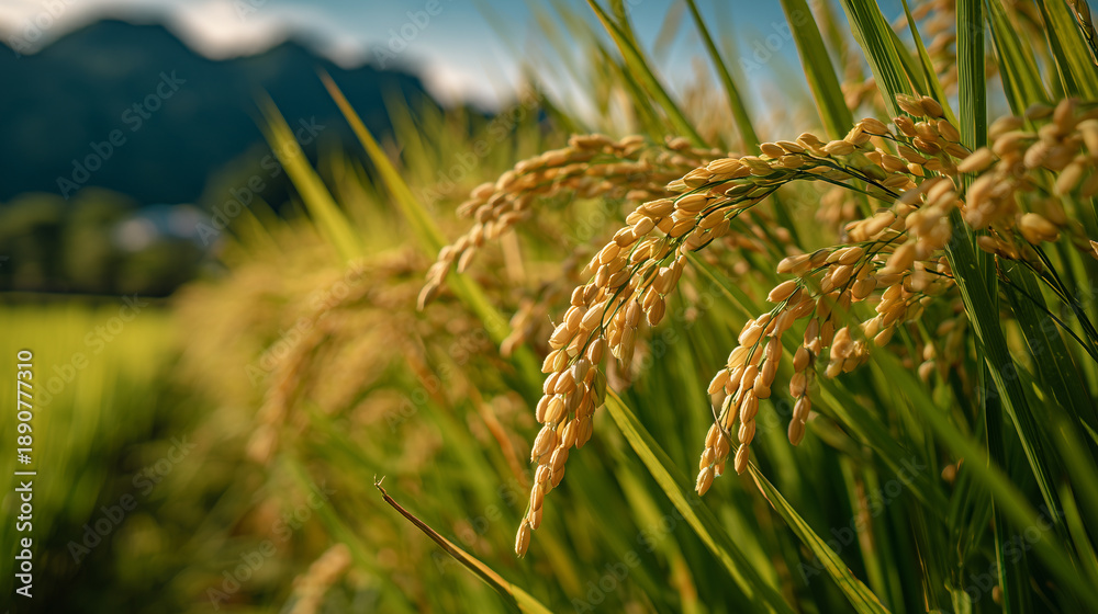 Obraz premium Rice Harvest Season Landscape