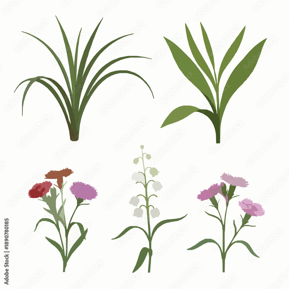 Fototapeta premium Realistic 3D Arthropodium Convallaria and Dianthus plant collection isolated on white background