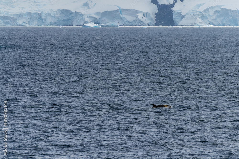 Fototapeta premium Close-up of a killer whale, Orcinus orca, swimming in the waters of the Antarctic peninsula, near Anvers Island.
