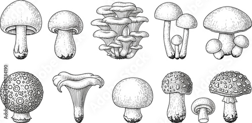 Hand drawn mushroom illustration set, vintage botanical engraving style fungi collection, detailed ink sketch clipart isolated on white background for natural science art poster design