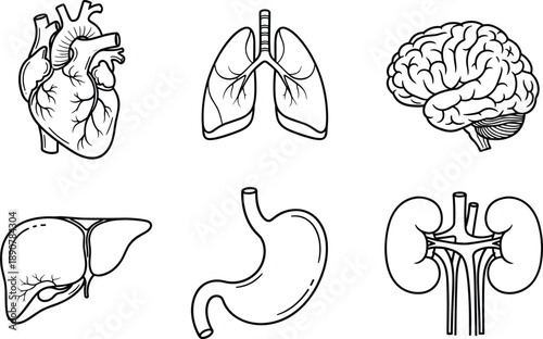 Human internal organs line icon set featuring heart, lungs, brain, liver, stomach, kidneys, medical anatomy illustration, healthcare education symbols, minimal outline design, isolated