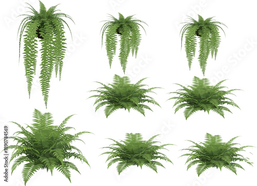 Realistic green fern plant collection with hanging and bush foliage isolated on white background botanical illustration