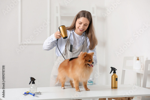 Female groomer drying cute ...