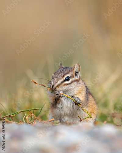 Close-up portrait of an eastern chipmunk eating in natural habitat