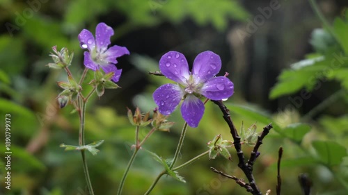 Icelandic Wildflower Purple Wood Cranesbill Blágresi in Iceland in June Geranium Sylvaticum with Water Drops